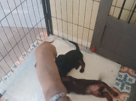 Doxypoo puppies