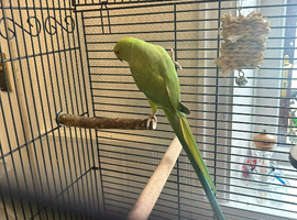 Indian ringneck