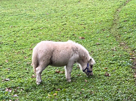 Miniature Shetland pony fillies