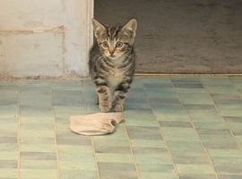 2 beautiful bengal tabby girls available!