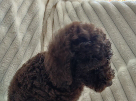Toy poodle puppies