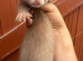 Full angora baby ferret cinimon