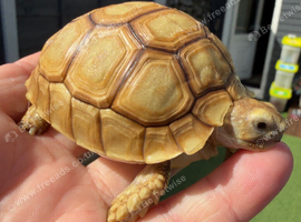 VARIOUS TORTOISES