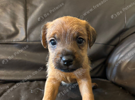 Jack Russell puppies