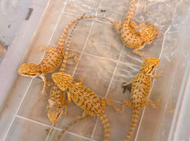 Super Citrus YELLOW US Bloodline