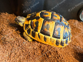 Western Hermanns Tortoise