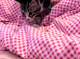 Kittens