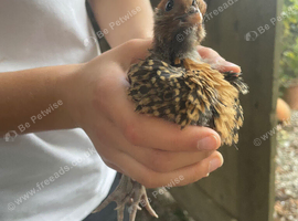 Unsexed polish mop head frizzle chicks - rare breed