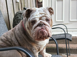 English bulldog puppies