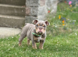 English bulldogs ready to go