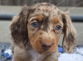 Dapple long haired mini dachshund