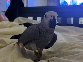 Beautiful baby african greys