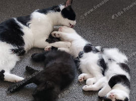 2 lovely kittens for sale