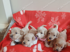 5 gorgeous maltipoo puppys
