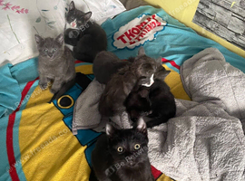 Stunning British shorthair cross kittens for sale