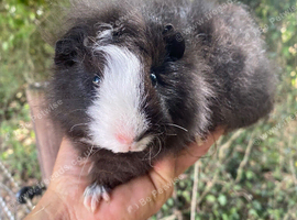 Two Beautiful Pedigree Swiss Boars For Sale