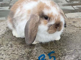 Pure bred mini lops .
