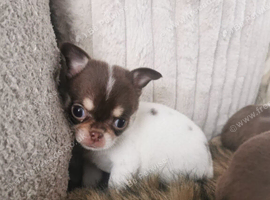 Chihuahua puppies
