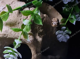 Baby hognose
