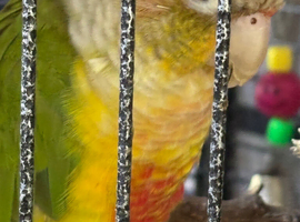 I have for sale a Quaker, a green ringneck and a pineapple conure