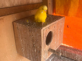 8 Semi tame budgie for sale southall
