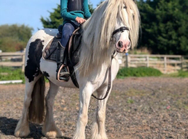 Loveable 14hh Allrounder Cob