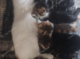 4 kittens girls left
