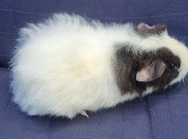 Female baby guinea pigs