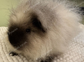 11 Month Old Male Guinea Pig &ndash; Looking for a New Home