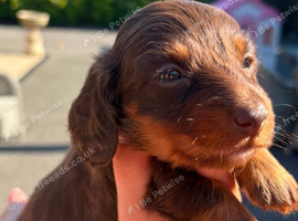 Outstanding chocolate and tan puppies