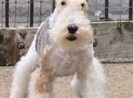Male wire fox terrier for sale 3yr old