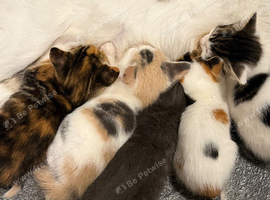 5 beautiful kittens