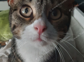 Tabby girl