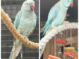 Breeding pair of ringnecks