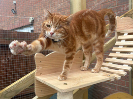 Affectionate Ginger Tabby Looking for Home
