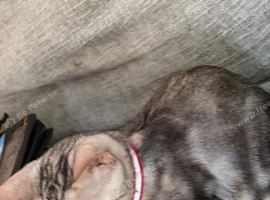 2 female bengal kittens