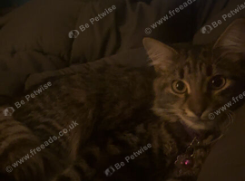 Maine coon kitten