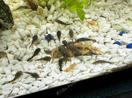 Bristlenose plecos
