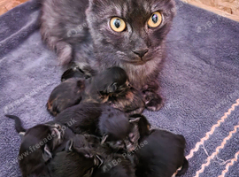Maine coon X