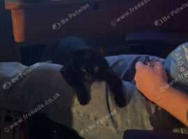 2 female cats, sisters, 1 pure black and 1 silver tabby