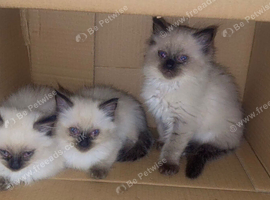 3 beautiful Ragdoll kittens are available for sale