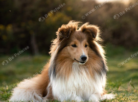 Four beautiful KC registered Shetland Sheepdog ( Sheltie) puppies are still avaliable