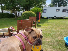 Dog for sale.