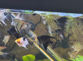 Premium Homebred Angelfish &ndash;  Available