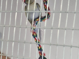 Indian Ringneck for sale proven. Aviary birds.