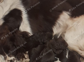 Beautiful F1 Sprocker Puppies