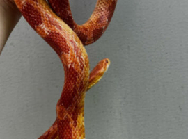 Corn snake and full set up