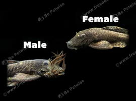 Bristlenose pleco large pair