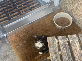 Kitty ready to leave now