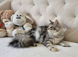 Maine Coon Champion bloodline